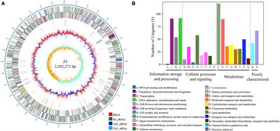 Integrative Assessments on Molecular Taxonomy of Acidiferrobacter thiooxydans ZJ and Its Environmental Adaptation Based on Mobile Genetic Elements